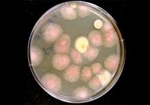 Image of The Microbial Tracking-1 experiment sent fungi to the International Space Station to study their growth. 