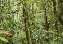 A rainforest in Malaysia