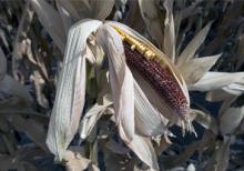 failed corn crop